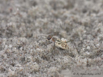 Habroscelimorpha dorsalis